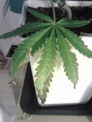 Cheese #5 - Vieille feuille