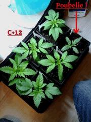 C 12