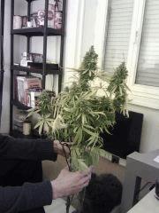 Triple Cheese #2
