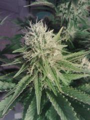 Bubble Gum #2