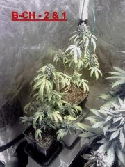 Boutures Triple Cheese 5