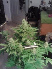 Bubble Gum #2