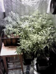 Flo+20