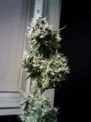 OG Kush   F 52