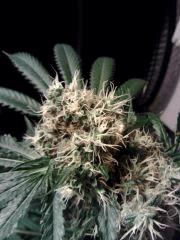 OG Kush   Bud sain