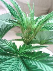 L.A. Confidential - pistils