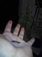 Hash "frottage de doigts" Cheese #2