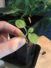 mauvaises herbes !