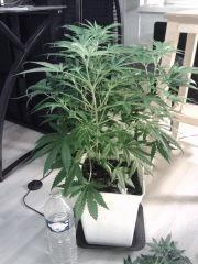Triple Cheese #5 - avant