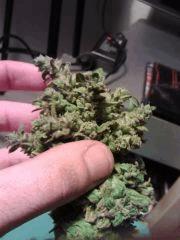 Triple Cheese #2