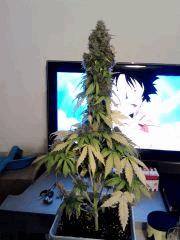 Meganuska 7L F 56