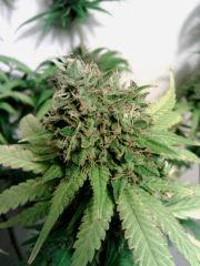 Triple Cheese 4 (3)