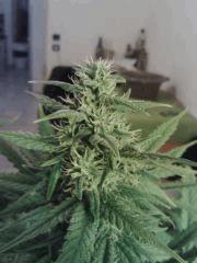 Triple Cheese #2 - Bud central