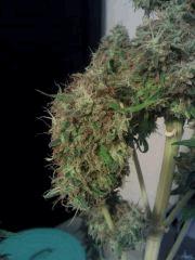 Bud Meganuska F 65