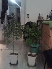 Bubble Gum #2 Triple Cheese #1