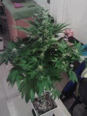 Bubble Gum #1