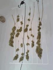 Triple Cheese #1