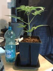 OG Kush C+21