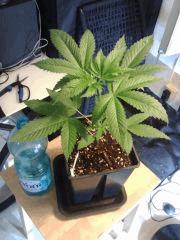 OG Kush C+21
