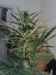 Triple Cheese #1