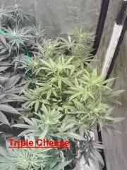 Triple Cheese(s)