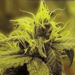 Honolulu Haze Sagarmatha Seeds