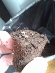 OG Kush #2 R.I.P.....