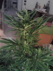 Triple Cheese #1