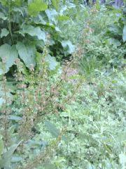 Mauvaises herbes de mon jardin