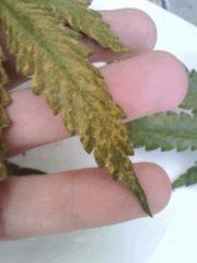 Feuilles Cheese #4