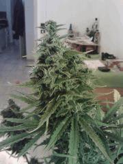 Cheese #2