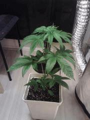 OG Kush