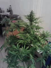 Triple Cheese #2