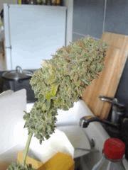 Echantillon Bubble Gum #2 Flo+57