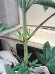 OG Kush - pétioles du haut violacés !