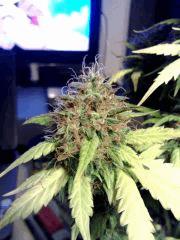 Bud Meganuska 3,4L F 61