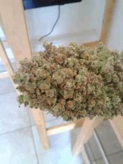 Apex Bubble #2