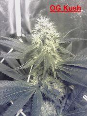 OG Kush