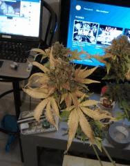 Bud de Bubble #1