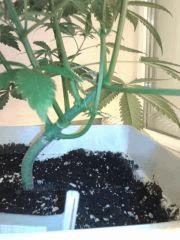 Cheese #4