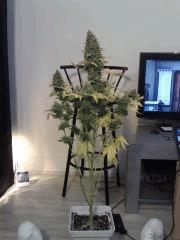 Bubble Gum #1