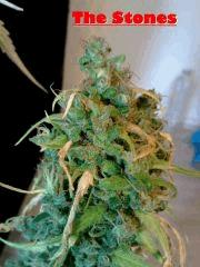 Bud B ST1   F 89 (2)