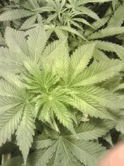 Apex OG Kush