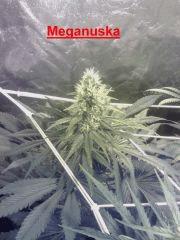 Meganuska - Flo+29