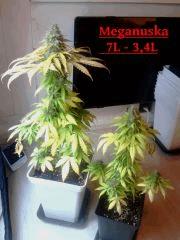 Meganuska 7L & 3,4L   F 52