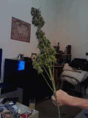 OG Kush pré manucurée