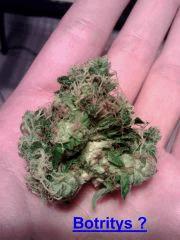 Bud OG Kush   face intérieur moisie