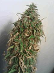 The Stones F 82 (3)