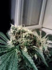 OG Kush   Bud sain (2)