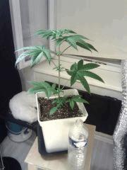 OG Kush